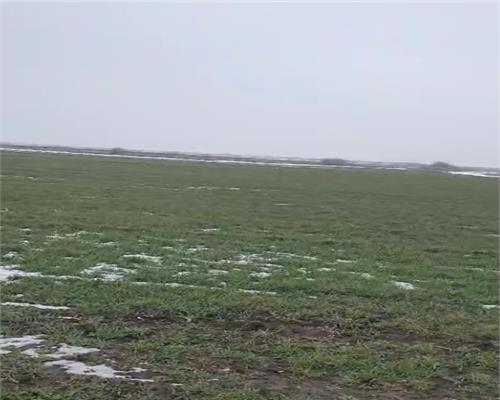 Teren agricol 100 ha, comasat 100%, categoria A1