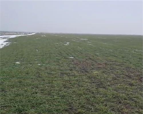 Teren agricol 100 ha, comasat 100%, categoria A1