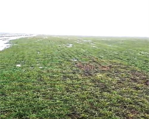 Teren agricol 100 ha| Comasat 100%| Categoria A1